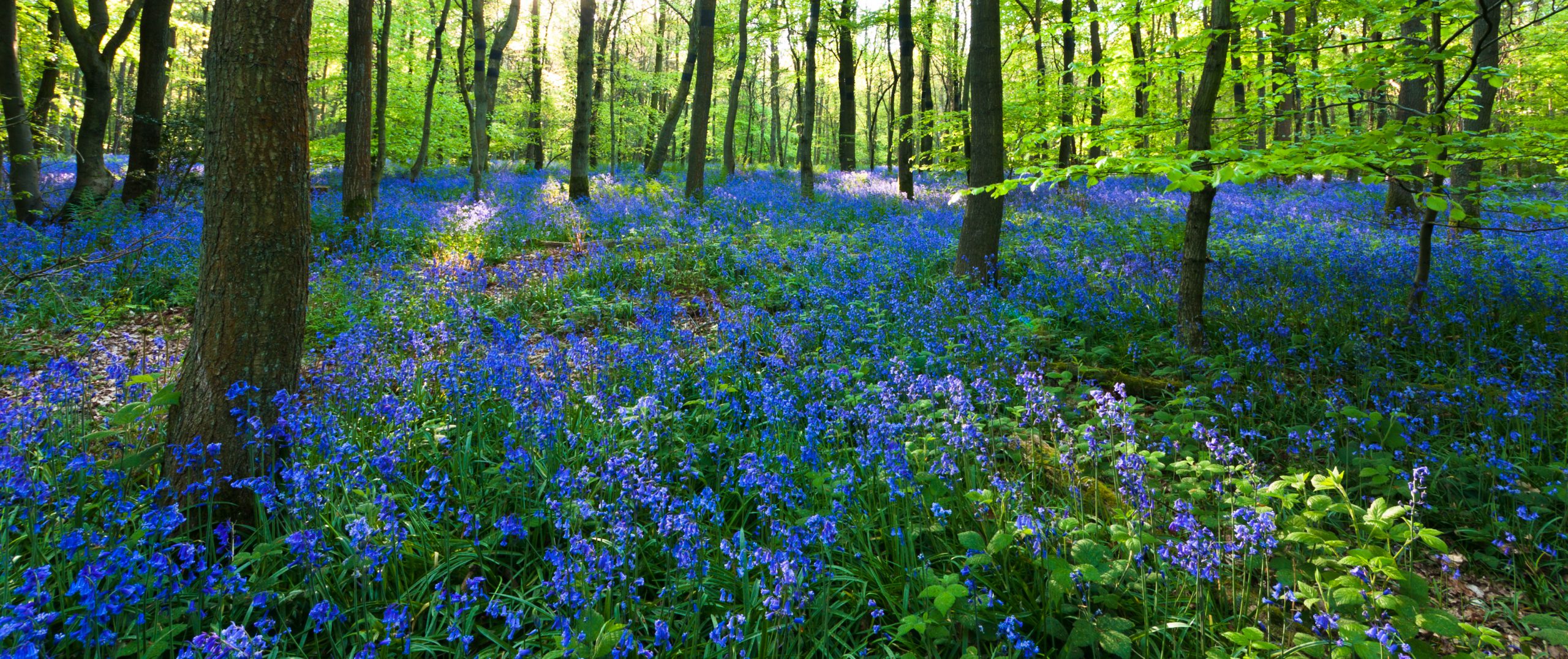 Blue forest