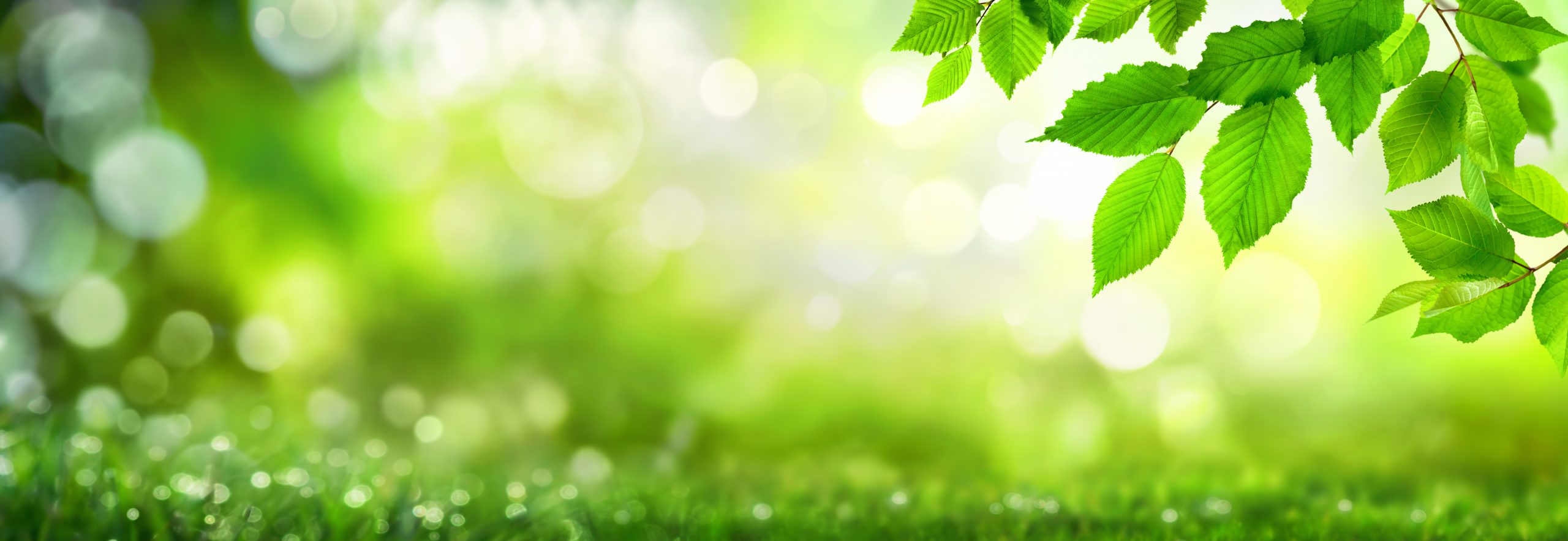 Leaves and grass