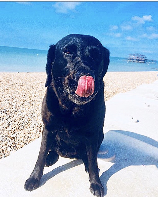 Popett at the beach